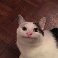 板中117直屬群