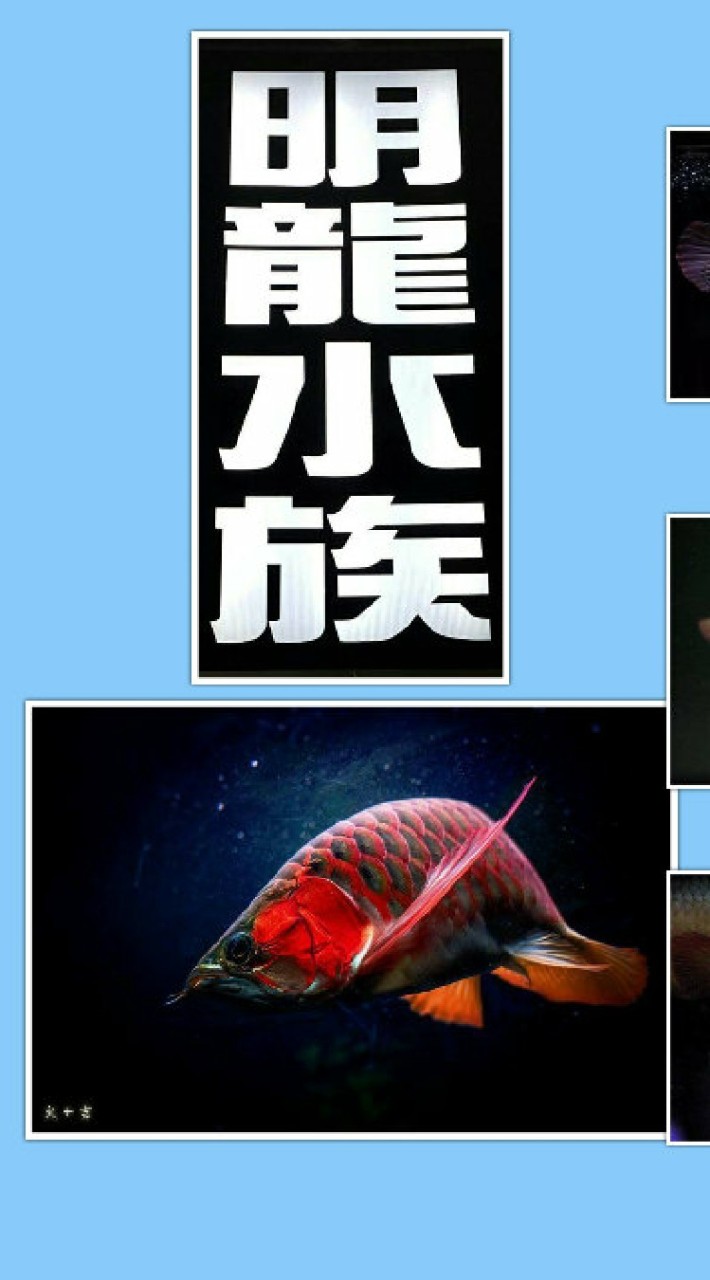 明龍水族精品