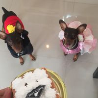 Chihuahua Club TH