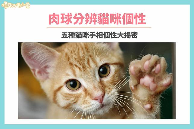 毛小愛寵物趣味集 貓咪也能看手相 五種肉球形狀分辨個性 明日科學 Line Today