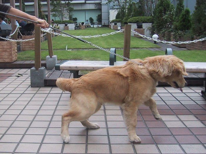 犬を叱ってもなおらないワケ