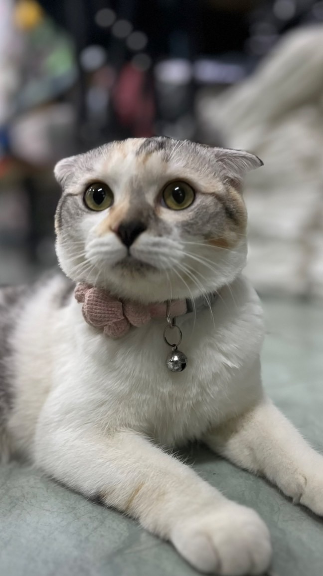 บ้านแมวเป้า🐈‍⬛
