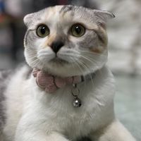 บ้านแมวเป้า🐈‍⬛