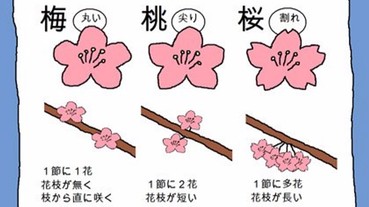 總是說錯花名？日本網友教你簡單分辨梅花、桃花、櫻花的方法！
