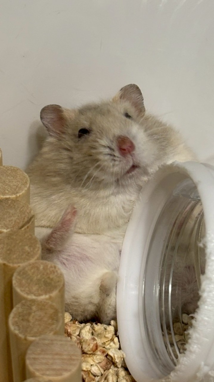 嚇到吃鼠叔-寶可夢交流討論區