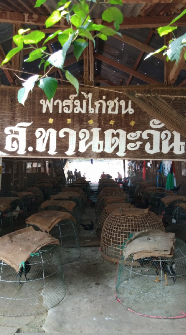 ฟาร์มไก่ ส.ทานตะวัน จังหวัด สระแก้ว