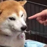 迷鹿的孩子