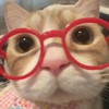114元智化材新生群