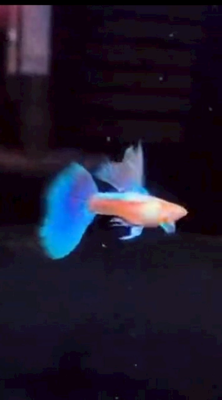 競標舞台🐟就愛孔雀🐟高濃度蝦卵🐟