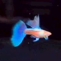🐟若菲有魚進口孔雀魚🐟鮮凍蝦卵🐟