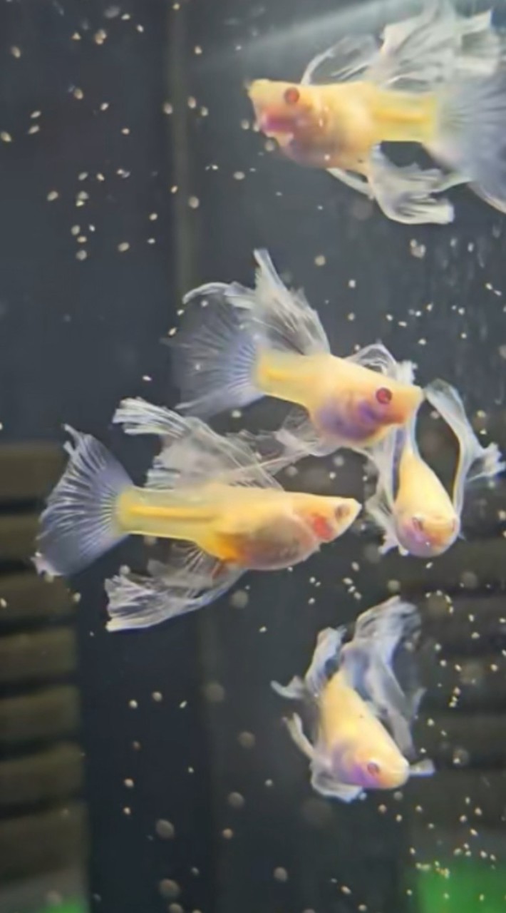 🐟開放競標群🐟