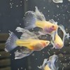 🐟開放競標群🐟