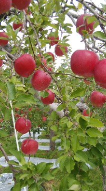 🍎りんご農家🍎の集い