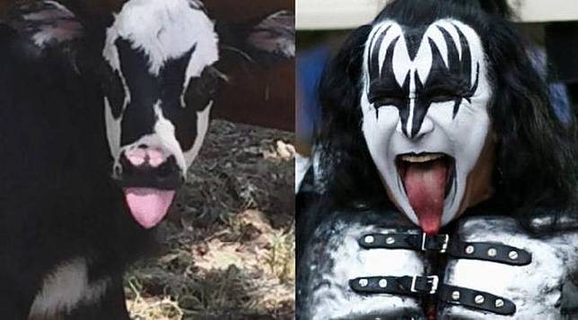 Anak Sapi Ini Mirip dengan Bintang Rock Lawas AS