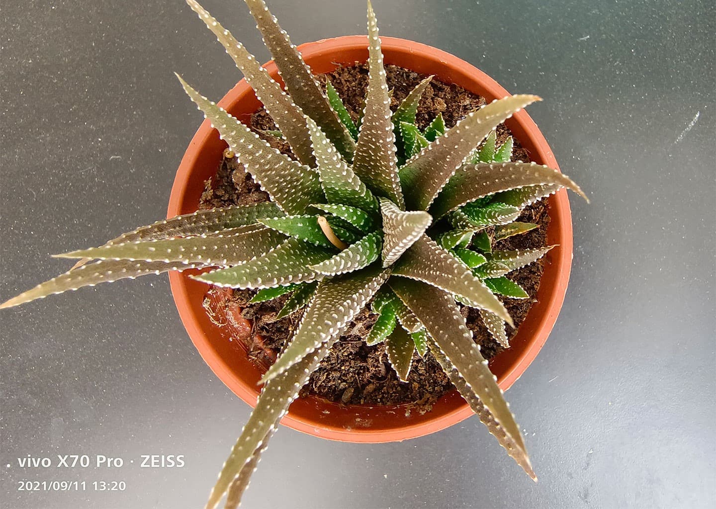 新世代蔡司攝影旗艦 vivo X70 Pro 深度評析，大量實拍測試見真章！