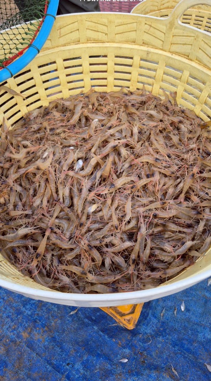 ซื้อขายพันธุ์กุ้ง ไซส์รวม กุ้งก้ามกราม ลูกกุ้งขาว