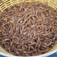ซื้อขายพันธุ์กุ้ง ไซส์รวม กุ้งก้ามกราม ลูกกุ้งขาว