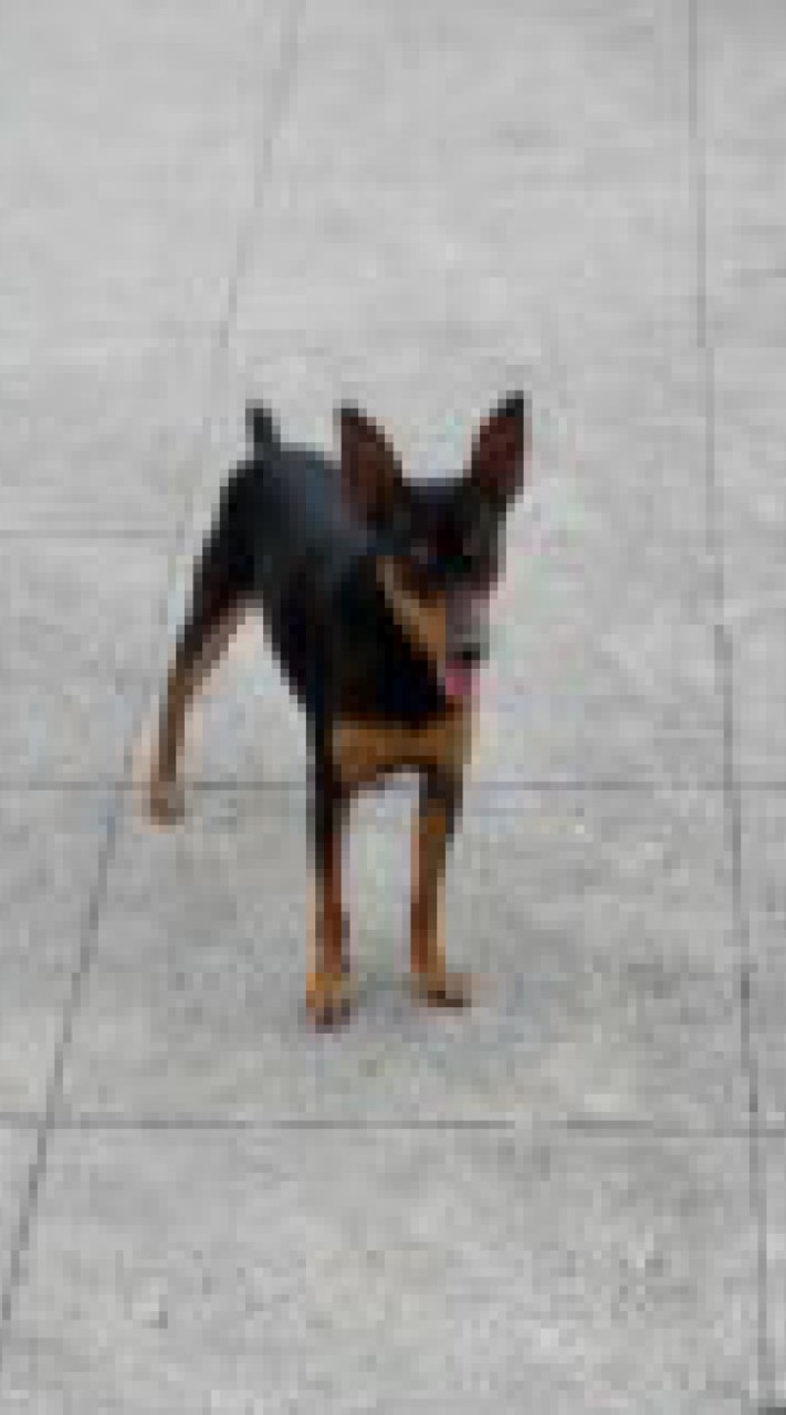 福壽愛犬，愛貓團購網