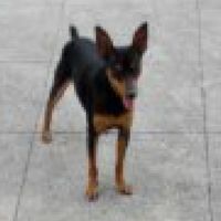福壽愛犬，愛貓團購網