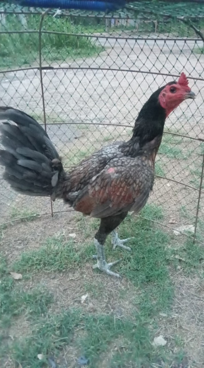 ไก่ชนพม่าสายตี ป่ามะนาว
