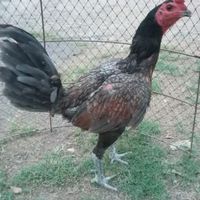 ไก่ชนพม่าสายตี ป่ามะนาว