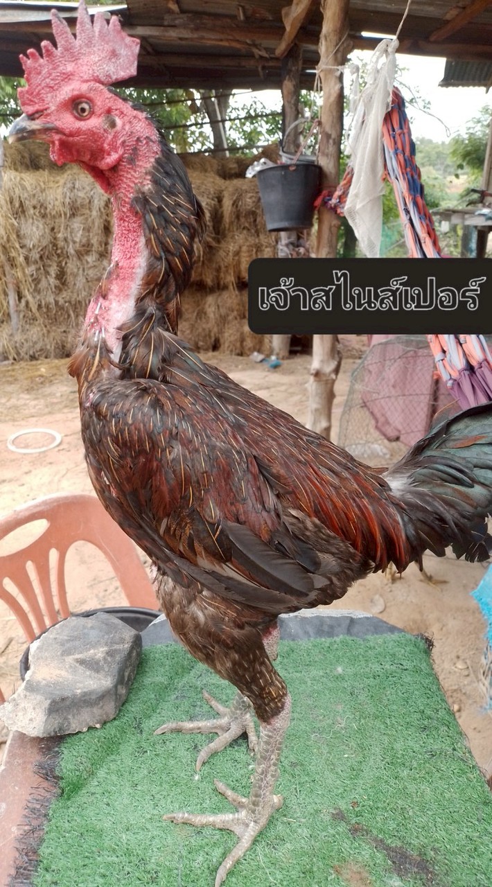 ซุ้มไก่ชน ส.สัญญาฟาร์ม