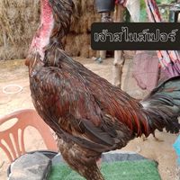 ซุ้มไก่ชน ส.สัญญาฟาร์ม