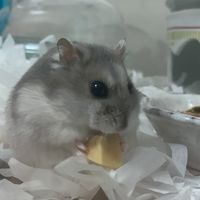 哺鼠頰🧀