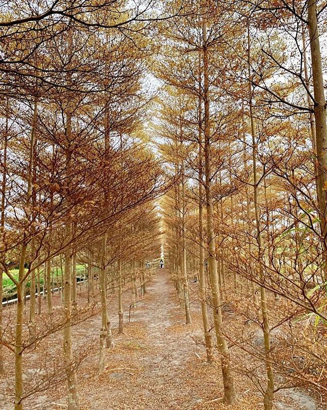 ▲彰化田尾彩色小葉欖仁樹田。（圖/IG @orange_worldtravel）