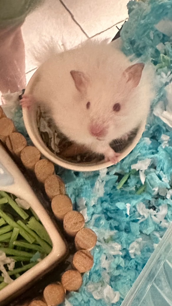 🐹Hamster•薯寶ღ  shop