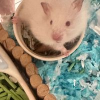 🐹Hamster•薯寶ღ  shop