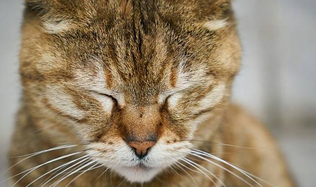 Apa Itu Distemper Kucing Ini Penjelasan Gejala Dan Cara Mengobatinya Pintarpet Line Today