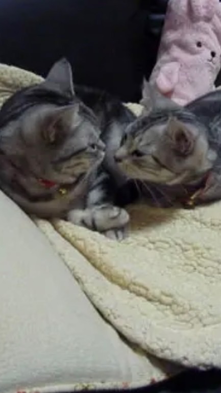 めいぽたおと（めいほたおと）