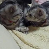 めいぽたおと（めいほたおと）