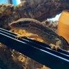 昆虫、爬虫類好きな人集まれー！