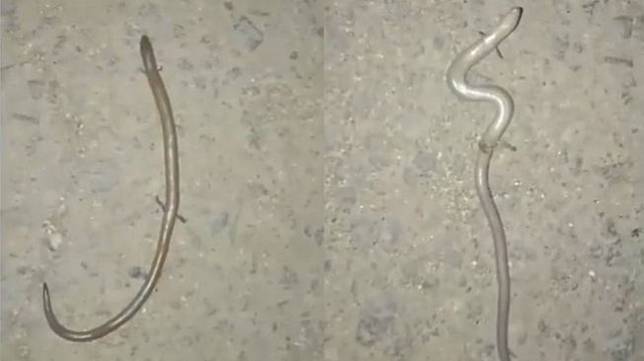 Viral Kemunculan Hewan Di Sidrap Dikaitkan Kiamat Ini Kata Panji