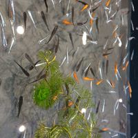 金魚、メダカ