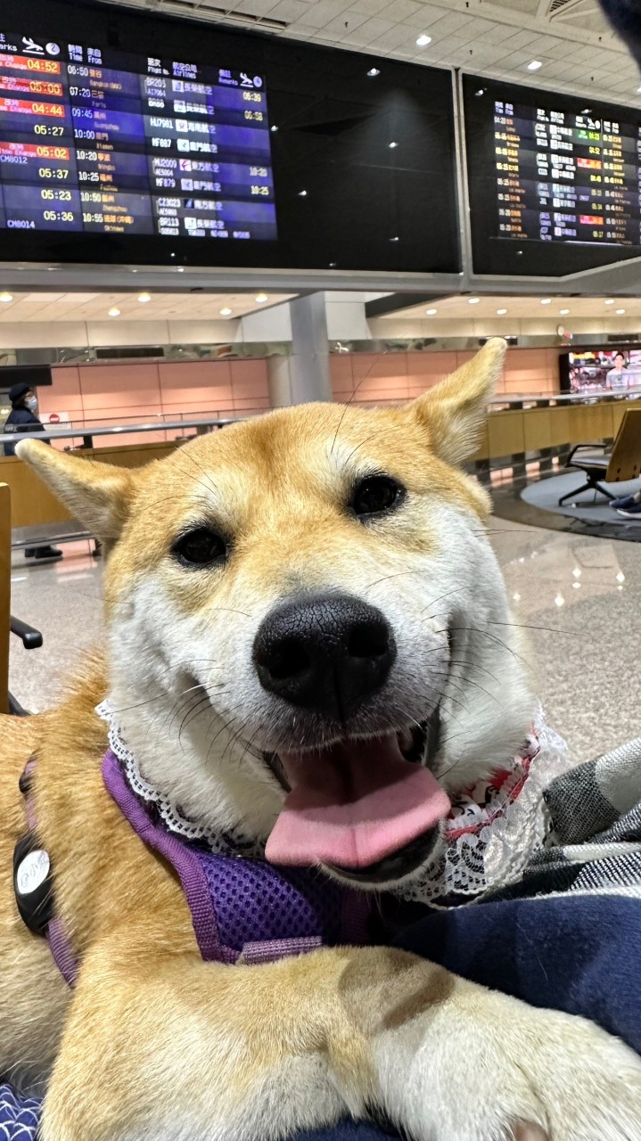 柴犬小愛好友群
