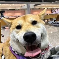 柴犬小愛好友群