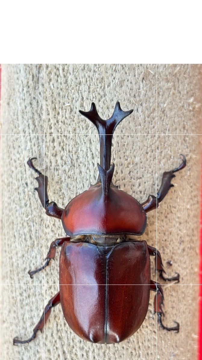 Beetle northem.