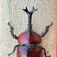 Beetle northem.