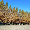 実際訪問したユーザーが直接撮影して投稿した桜ケ丘町西公園小幡緑地東園の写真