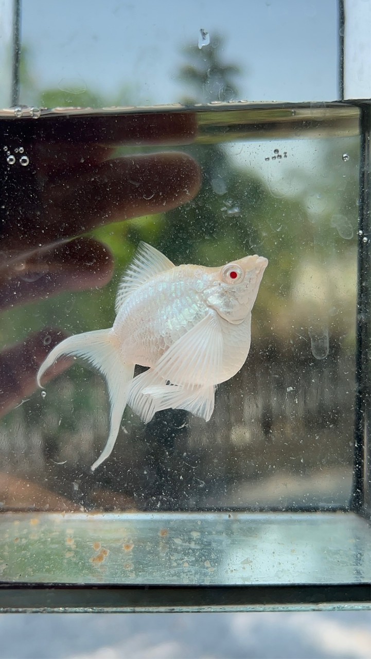 กลุ่มปลาเจ้ายุ้ย🐠💜