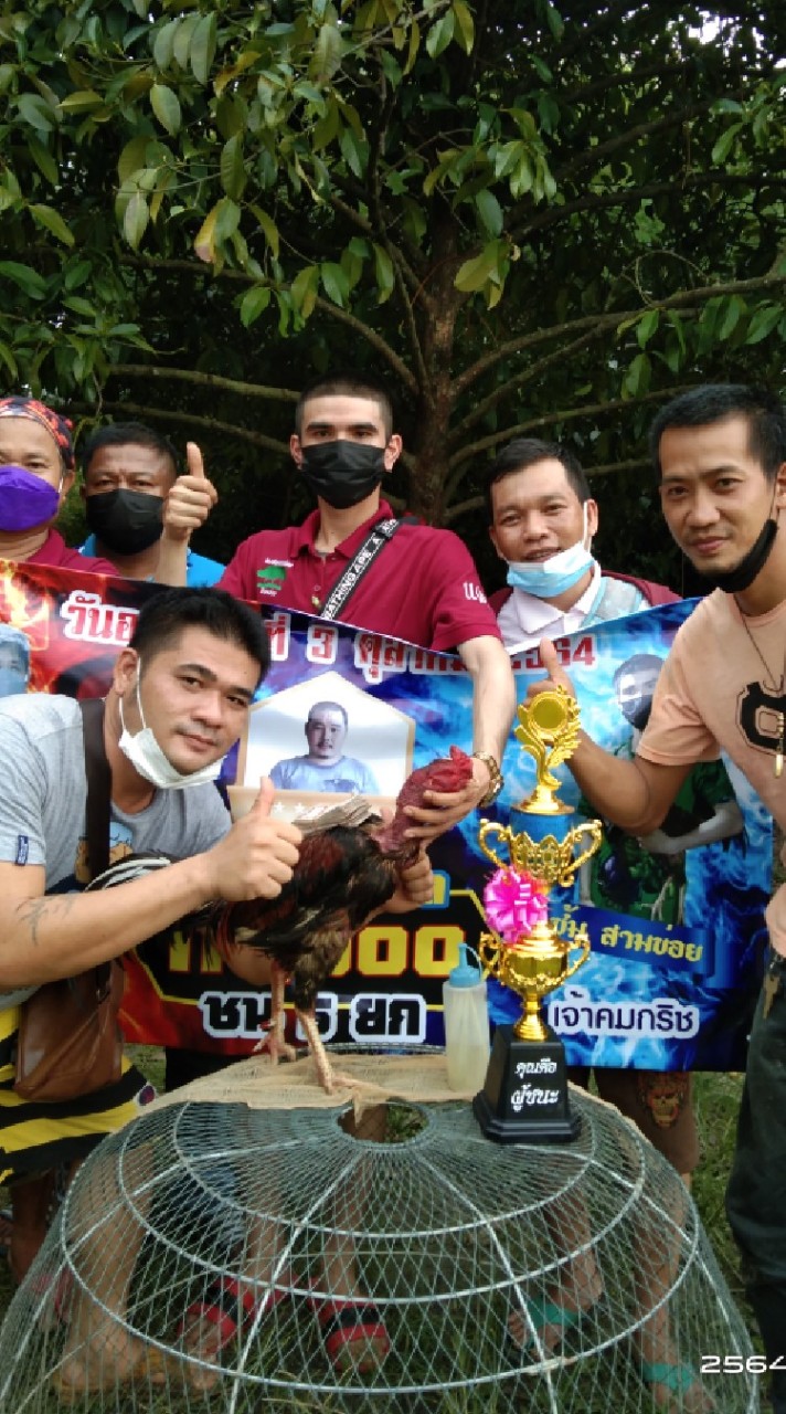 อ้วนโล่ทองก๋อยพัฒนากัดทุบเชิงและพม่าง่อนแผลคมๆ