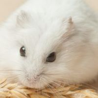 HAMUちゃんず