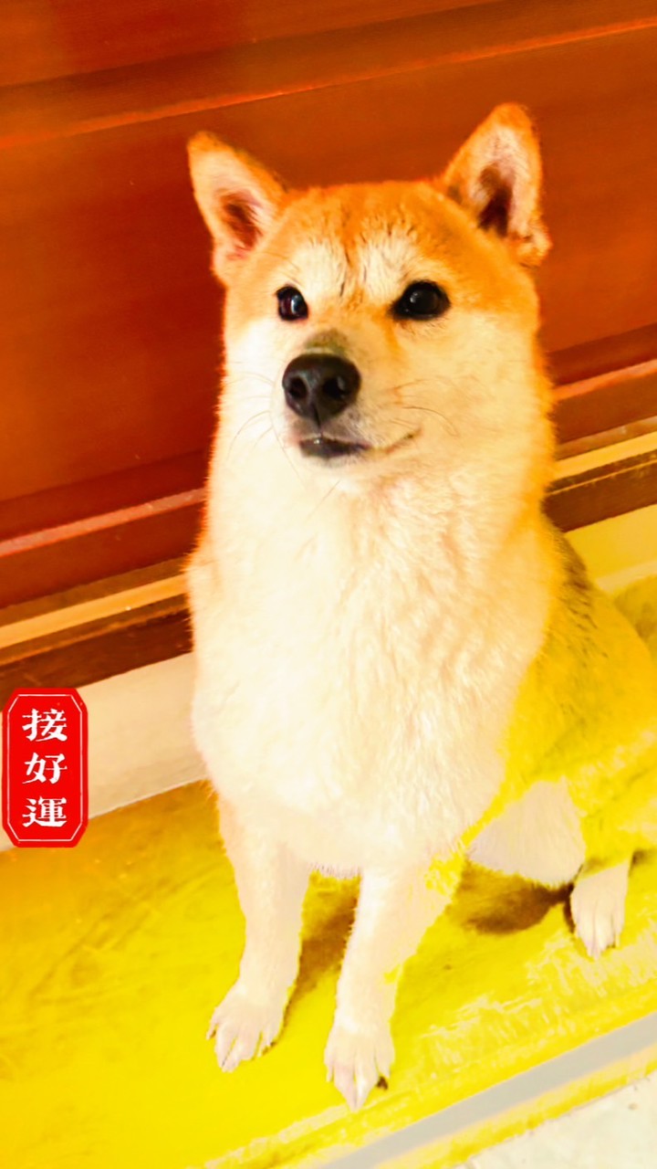 愛河夜間遛狗團
