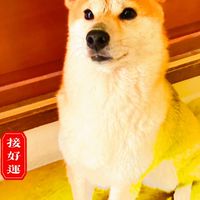 愛河夜間遛狗團