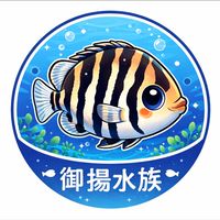 御揚精品水族｜蘇門答臘虎