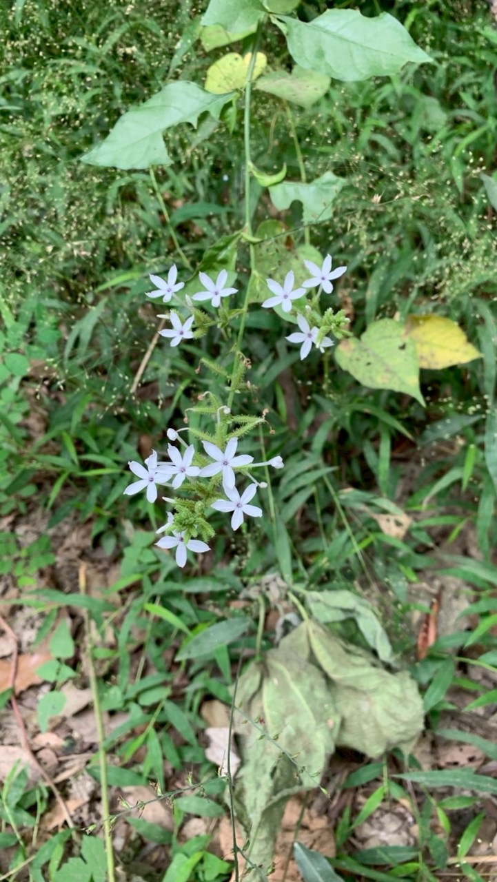 114-1閩南語期中自學輔導