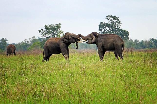 Keren 20 Taman Nasional Paling Eksotis Di Indonesia